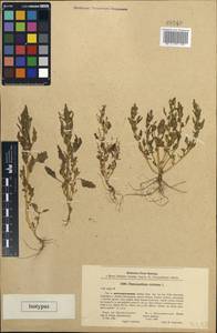 Chenopodium rubrum, Eastern Europe, South Ukrainian region (E12) (Ukraine)