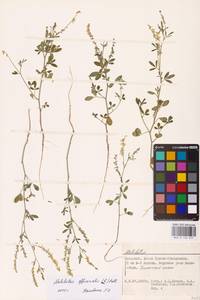 Melilotus officinalis (L.) Lam., Eastern Europe, Lower Volga region (E9) (Russia)