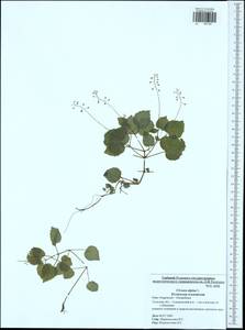 Circaea alpina L., Eastern Europe, Central region (E4) (Russia)