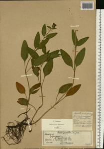 Prunella grandiflora (L.) Scholler, Eastern Europe, Moscow region (E4a) (Russia)
