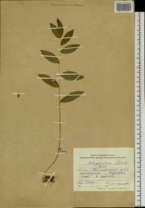 Polygonatum humile Fisch. ex Maxim., Siberia, Russian Far East (S6) (Russia)