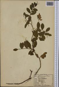 Lathyrus japonicus subsp. maritimus (L.)P.W.Ball, Western Europe (EUR) (Russia)