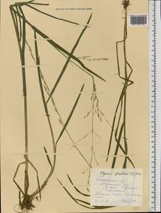 Glyceria fluitans (L.) R.Br., Eastern Europe, Central forest region (E5) (Russia)