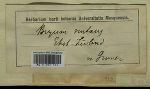 Pohlia nutans (Hedw.) Lindb., Bryophytes, Bryophytes - Baltic States (B1)
