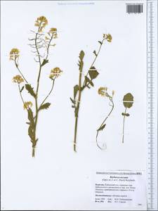 Barbarea vulgaris (L.) W.T.Aiton, Siberia, Baikal & Transbaikal region (S4) (Russia)