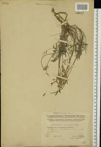 Astragalus macropus Bunge, Eastern Europe, Middle Volga region (E8) (Russia)