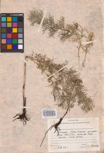 Adonis vernalis L., Eastern Europe, Eastern region (E10) (Russia)