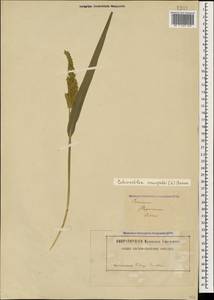 Echinochloa crus-galli (L.) P.Beauv., Caucasus, Dagestan (K2) (Russia)