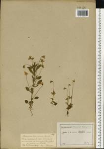 Viola tricolor L., Eastern Europe, Central forest-and-steppe region (E6) (Russia)