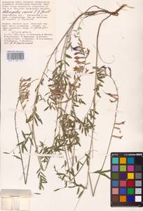 Astragalus varius S.G.Gmel., Eastern Europe, Lower Volga region (E9) (Russia)