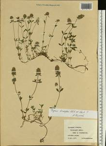 Thymus dimorphus Klokov & Des.-Shost., Eastern Europe, Central region (E4) (Russia)