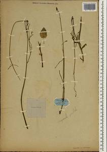 Campanula pendula M.Bieb., South Asia, South Asia (Asia outside ex-Soviet states and Mongolia) (ASIA) (Not classified)