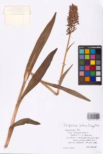 Dactylorhiza majalis subsp. baltica (Klinge) H.Sund., Eastern Europe, Central region (E4) (Russia)