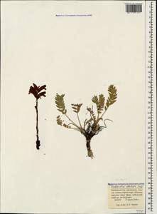 Orobanche elatior subsp. elatior, Caucasus, Krasnodar Krai & Adygea (K1a) (Russia)