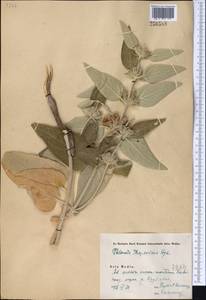 Phlomis thapsoides, Middle Asia, Pamir & Pamiro-Alai (M2) (Turkmenistan)