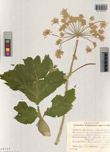 Heracleum dissectum Ledeb., Siberia, Altai & Sayany Mountains (S2) (Russia)