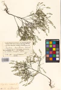 Lepidium ruderale L., Eastern Europe, Northern region (E1) (Russia)