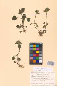 MHA 0 154 600, Lamium purpureum L., Eastern Europe, Central region (E4) (Russia)