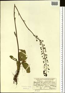Verbascum phoeniceum L., Siberia, Western Siberia (S1) (Russia)