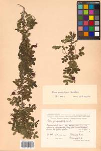 Rosa spinosissima L., Siberia, Russian Far East (S6) (Russia)