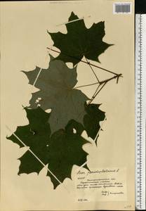 Acer platanoides L., Eastern Europe, West Ukrainian region (E13) (Ukraine)