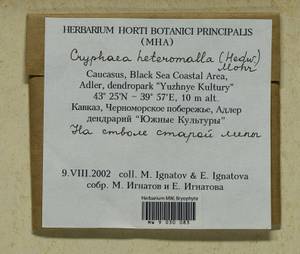 Cryphaea heteromalla (Hedw.) Brid., Bryophytes, Bryophytes - North Caucasus & Ciscaucasia (B12) (Russia)