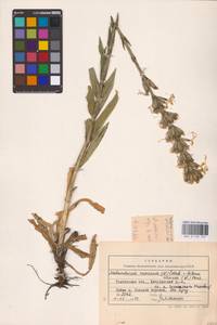 Silene viscosa (L.) Pers., Eastern Europe, Central forest-and-steppe region (E6) (Russia)