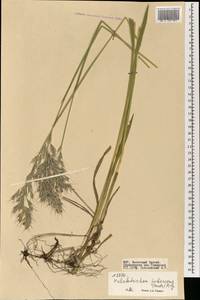 Avenula pubescens (Huds.) Dumort., Mongolia (MONG) (Mongolia)