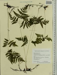 Gymnocarpium dryopteris (L.) Newm., Eastern Europe, Central forest-and-steppe region (E6) (Russia)
