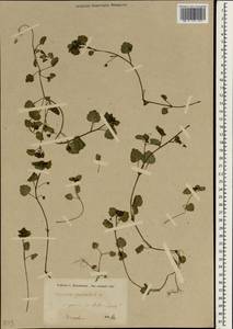 Veronica cymbalaria Bodard, South Asia, South Asia (Asia outside ex-Soviet states and Mongolia) (ASIA) (Turkey)