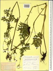 Chaerophyllum aureum L., Caucasus, Stavropol Krai, Karachay-Cherkessia & Kabardino-Balkaria (K1b) (Russia)