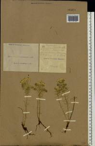 Euphorbia cyparissias L., Eastern Europe, South Ukrainian region (E12) (Ukraine)