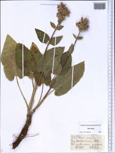Phlomoides oreophila (Kar. & Kir.) Adylov, Kamelin & Makhm., Middle Asia, Dzungarian Alatau & Tarbagatai (M5) (Kazakhstan)