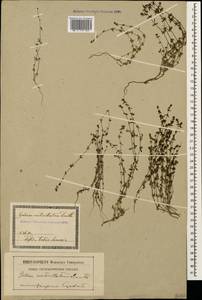 Galium verticillatum Danthoine ex Lam., Caucasus, Georgia (K4) (Georgia)
