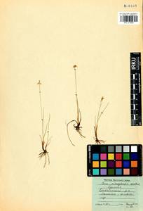 Carex microglochin Wahlenb., Siberia, Baikal & Transbaikal region (S4) (Russia)