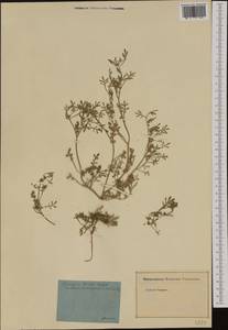 Lepidium coronopus (L.) Al-Shehbaz, Western Europe (EUR) (Germany)