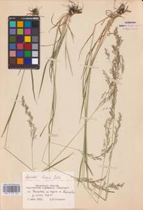Agrostis capillaris L., Eastern Europe, Western region (E3) (Russia)