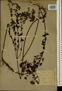 Origanum vulgare L., Caucasus, Abkhazia (K4a) (Abkhazia)