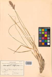 Calamagrostis purpurascens R.Br., Siberia, Russian Far East (S6) (Russia)