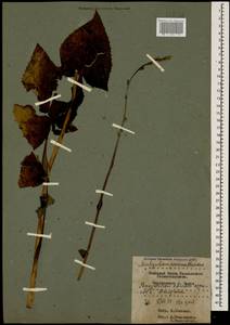 Lactuca prenanthoides (M. Bieb.), Caucasus, Krasnodar Krai & Adygea (K1a) (Russia)