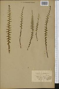 Asplenium platyneuron (L.) Britton, Sterns & Pogg., America (AMER) (United States)