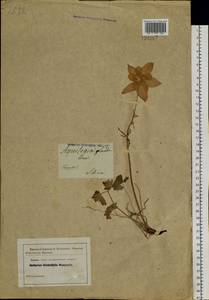 Aquilegia glandulosa Fisch., Siberia (no precise locality) (S0) (Russia)