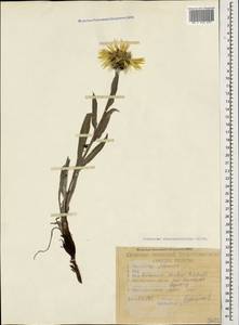 Centaurea cheiranthifolia Willd., Caucasus, Stavropol Krai, Karachay-Cherkessia & Kabardino-Balkaria (K1b) (Russia)