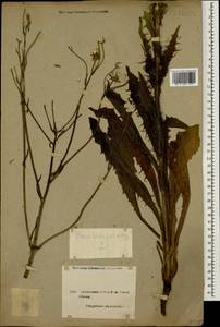 Picris hieracioides L., Caucasus, Armenia (K5) (Armenia)