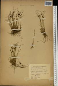 Oreojuncus trifidus (L.) Záv. Drábk. & Kirschner, Siberia, Western Siberia (S1) (Russia)