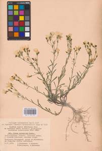 Linum ucranicum (Griseb. ex Planch.) Czern., Eastern Europe, Lower Volga region (E9) (Russia)