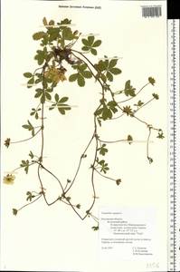 Potentilla reptans L., Eastern Europe, Central region (E4) (Russia)