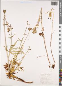 Aconitum delphinifolium subsp. productum (Rchb.) Vorosch., Siberia, Yakutia (S5) (Russia)
