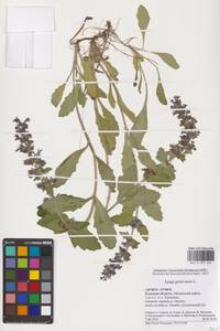 MHA 0 007 244, Ajuga genevensis L., Eastern Europe, Central region (E4) (Russia)