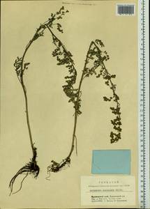 Artemisia laciniata Willd., Siberia, Central Siberia (S3) (Russia)